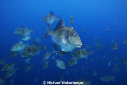Triggerfish invasion this photo was taken at the free-div... by Michael Weberberger 